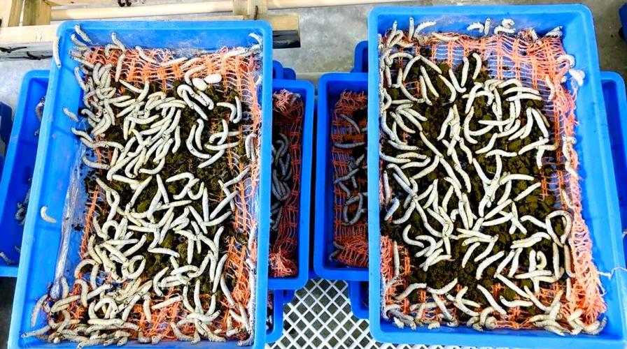 南充蚕种场创新人工饲料养蚕技术的探索与未来