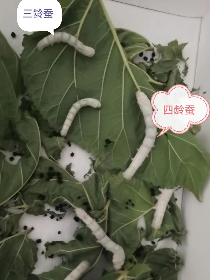 三龄蚕可以和四龄蚕一起养