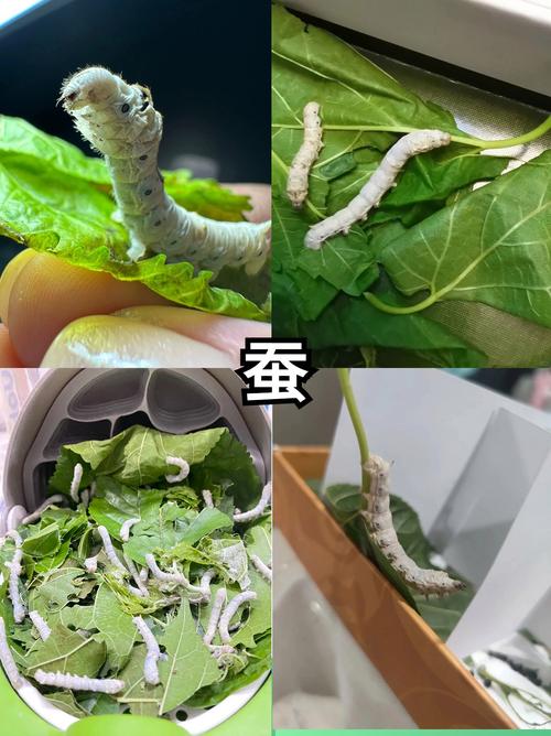 蚕 蚕是鳞翅目昆虫的一种,主要是蚕蛾的幼虫哦~蚕