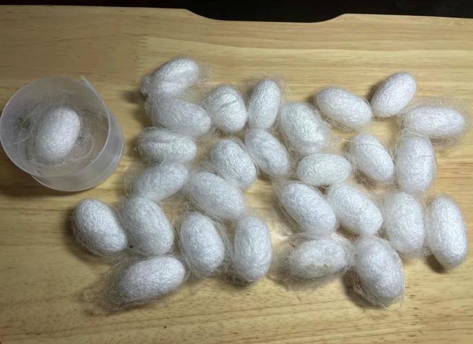阿风和蚕宝宝的幸福时光:28枚茧的诞生记