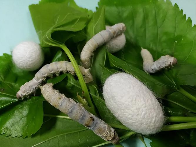 蚕宝宝活体幼虫蚕子蚕卵蚕种嫩桑叶新鲜春蚕天然金丝学生养蚕套装